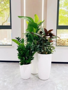 镇海绿化养护设计